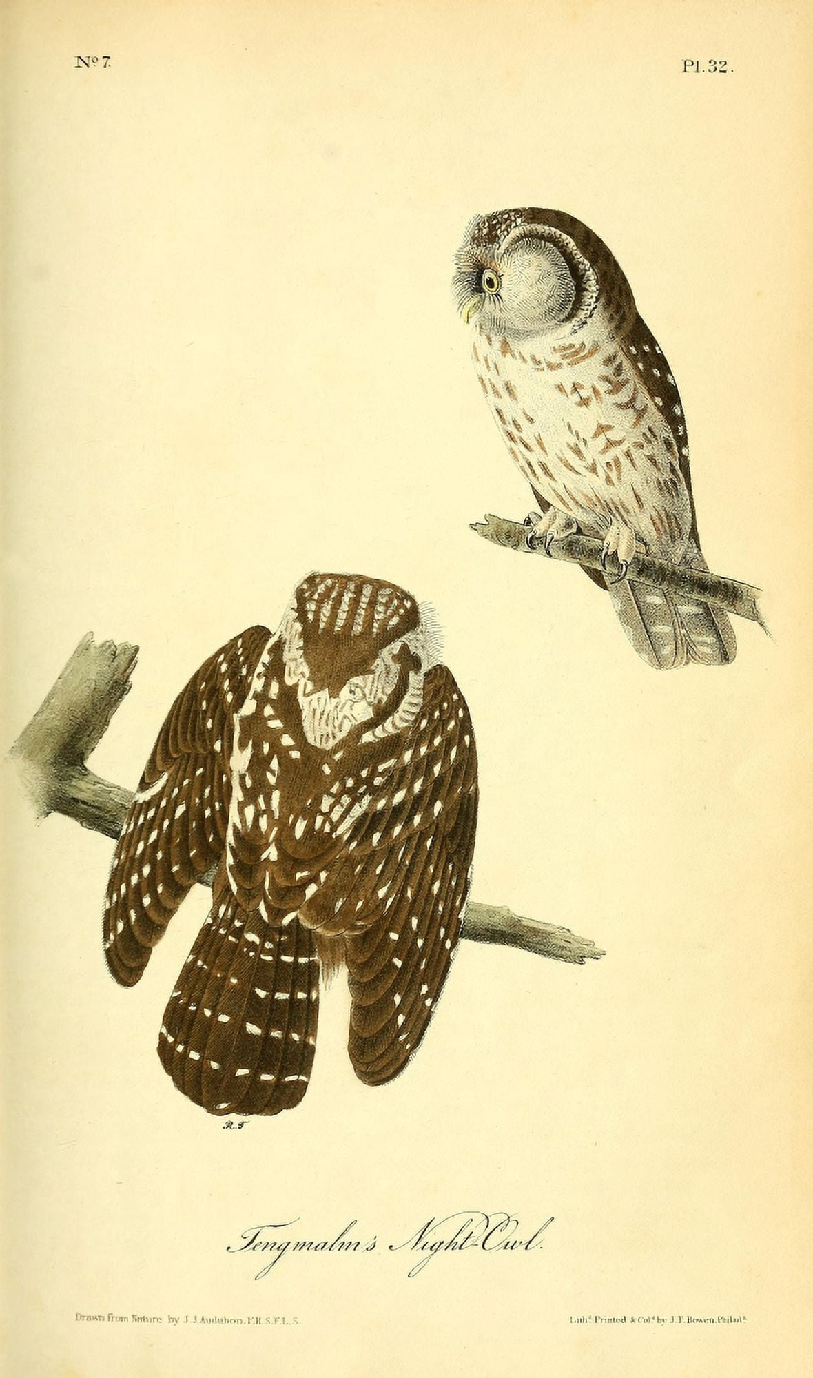 Birds of America 1844 Tengmalms Night-owl Canvas Art - JJ Audubon (18 x 24)