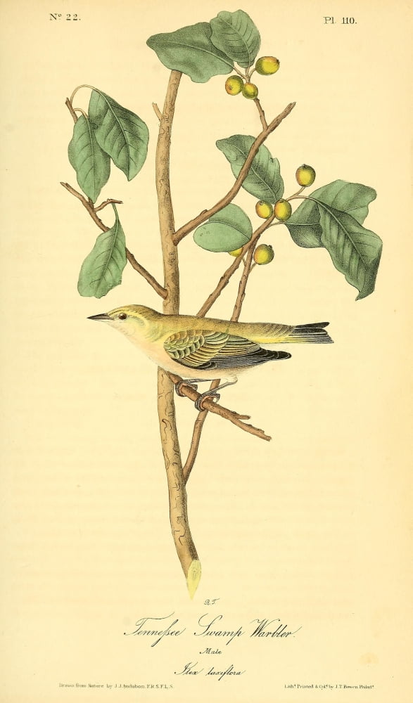 Birds of America 1844 Tennessee Swamp Warbler Canvas Art - JJ Audubon (18 x 24)
