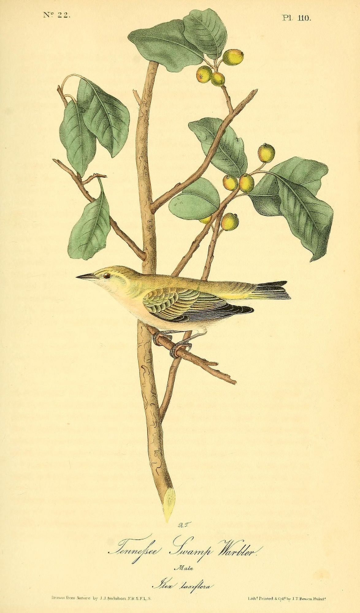 Birds of America 1844 Tennessee Swamp Warbler Canvas Art - JJ Audubon (24 x 36)