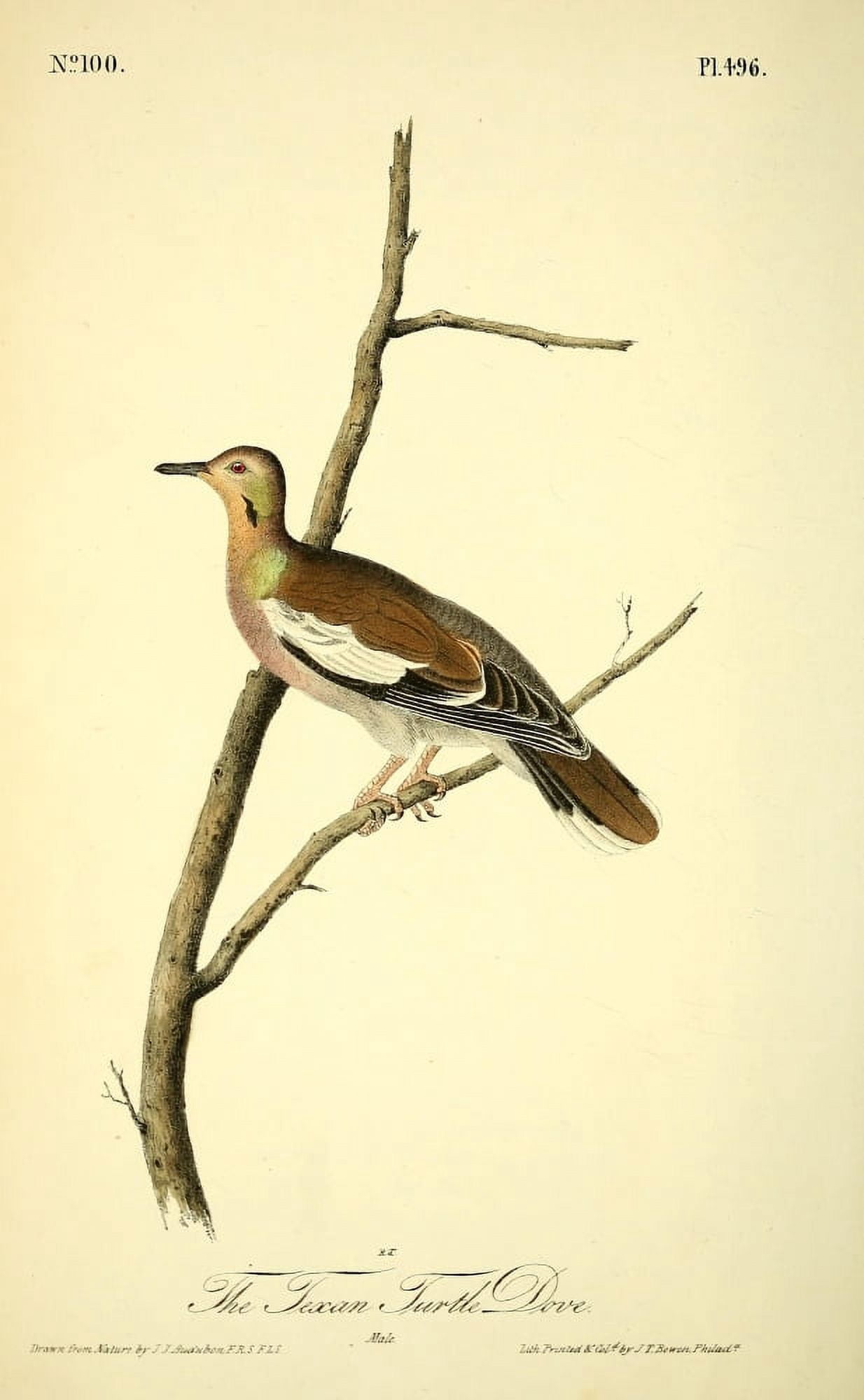 Birds of America 1844 Texan Turtle Dove Canvas Art - JJ Audubon (24 x 36)
