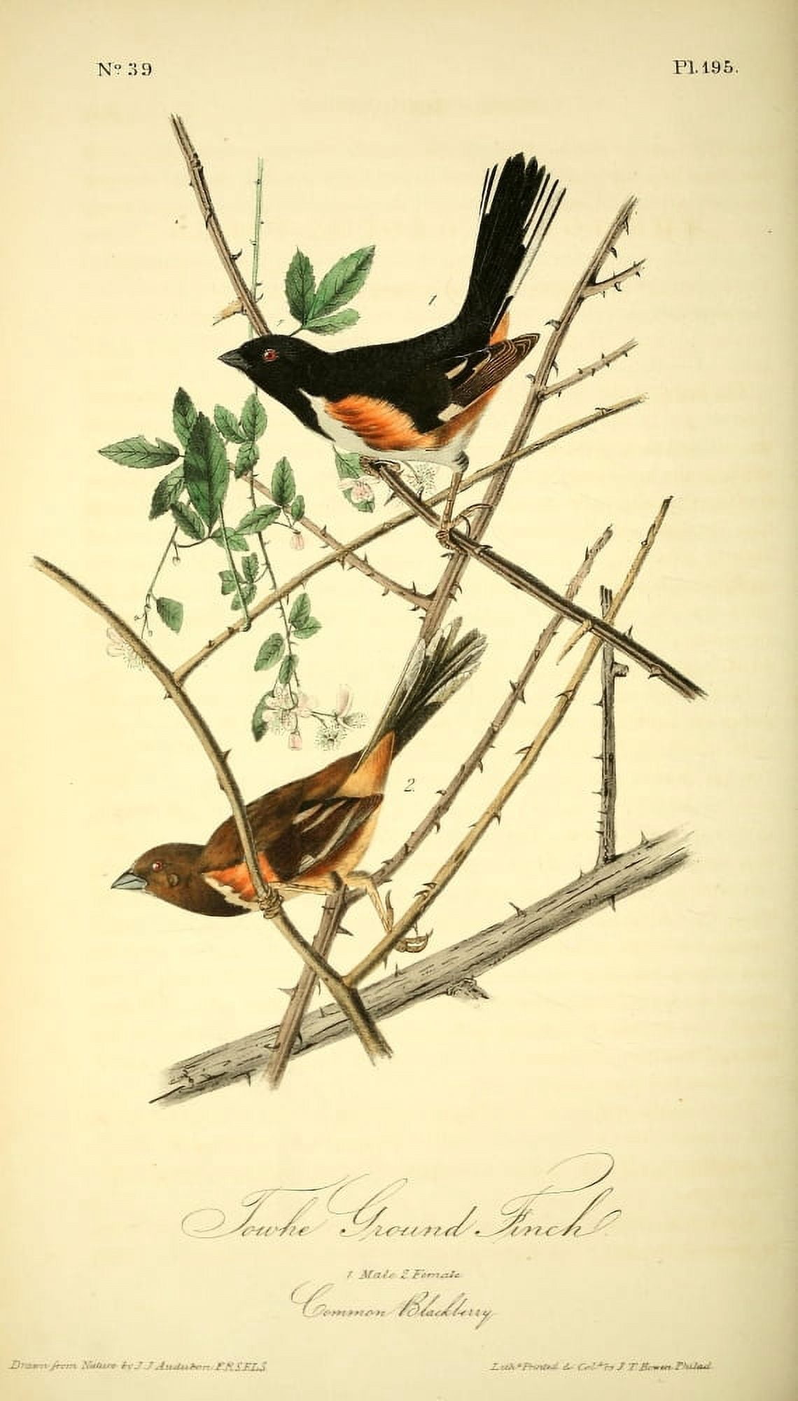 Birds of America 1844 Towhe Ground Finch Canvas Art - JJ Audubon (18 x 24)