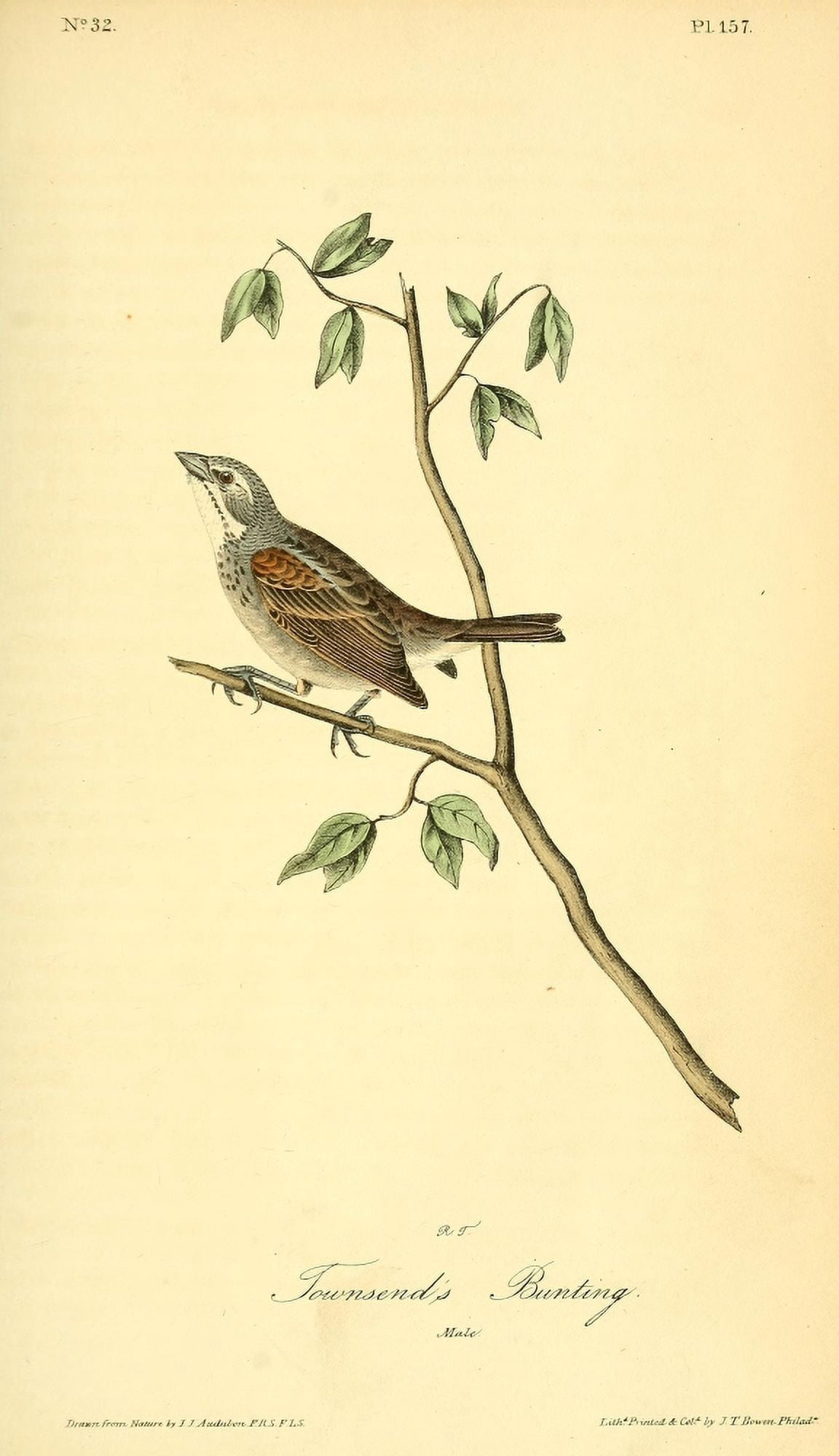 Birds of America 1844 Townsends Bunting Canvas Art - JJ Audubon (18 x 24)