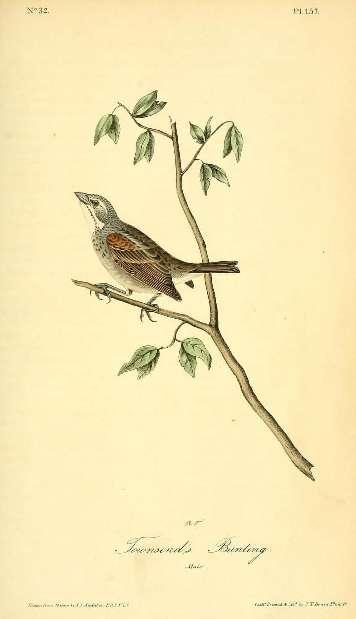 Birds of America 1844 Townsends Bunting Canvas Art - JJ Audubon (24 x 36)