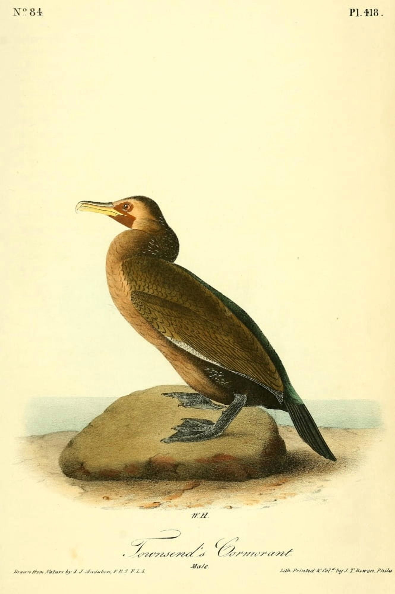 Birds of America 1844 Townsends Cormorant Canvas Art - JJ Audubon (18 x 24)