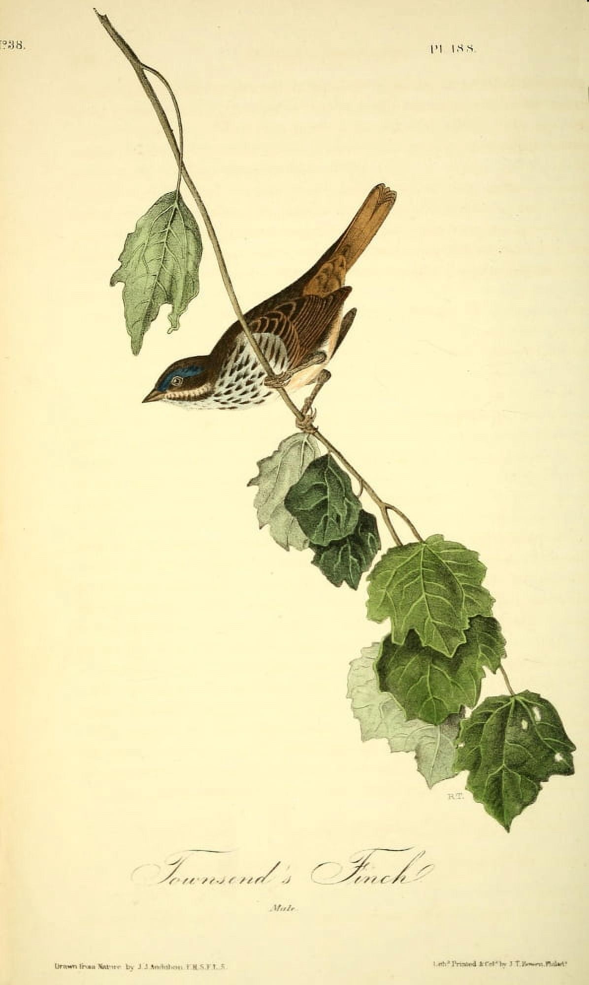 Birds of America 1844 Townsends Finch Canvas Art - JJ Audubon (24 x 36)