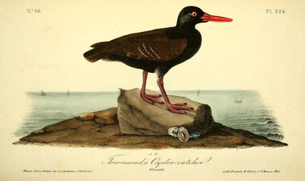 Birds of America 1844 Townsends Oyster-catcher Canvas Art - JJ Audubon (18 x 24)
