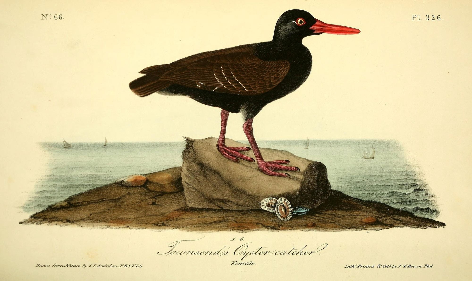 Birds of America 1844 Townsends Oyster-catcher Canvas Art - JJ Audubon (24 x 36)