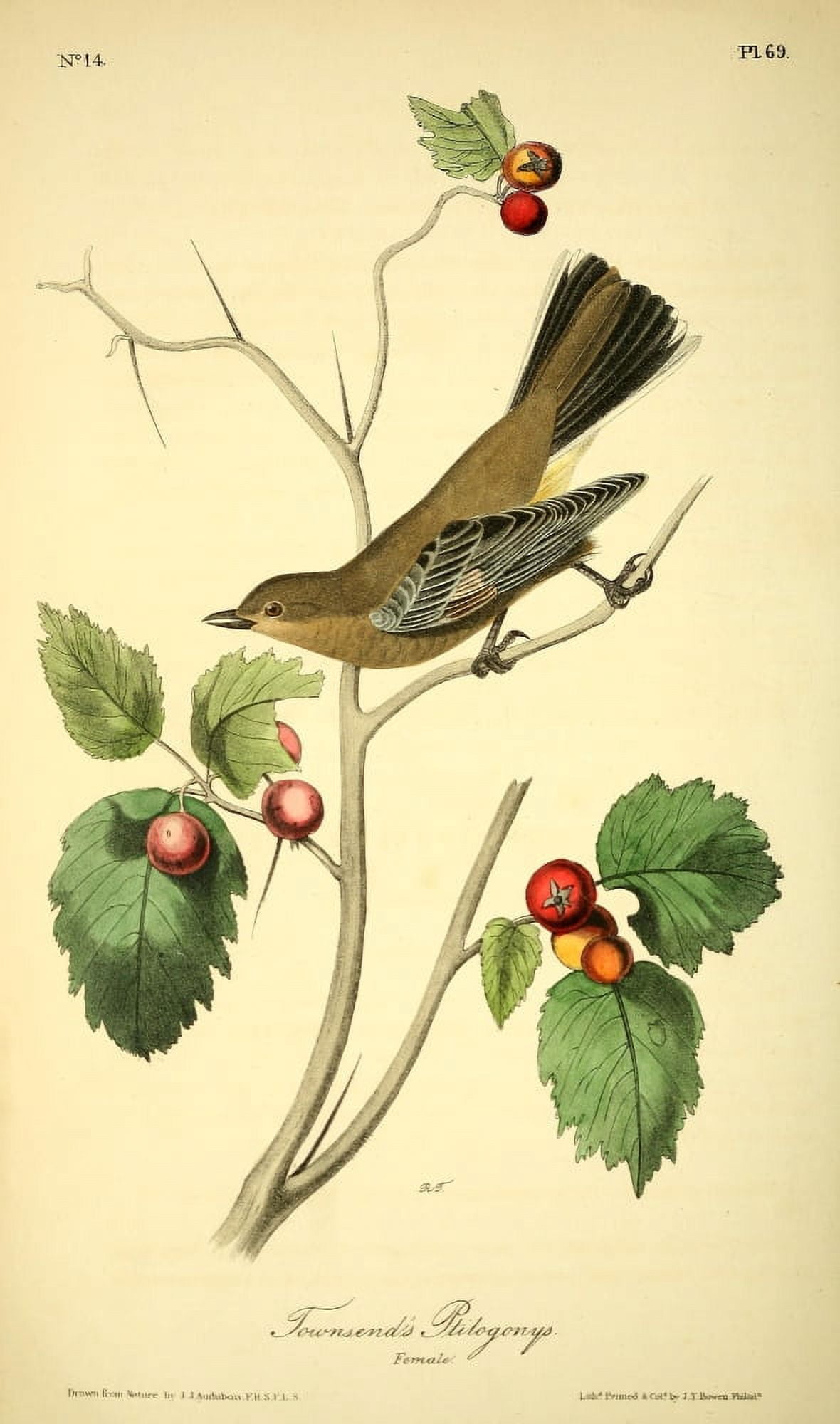 Birds of America 1844 Townsends Ptilogonys Canvas Art - JJ Audubon (24 x 36)