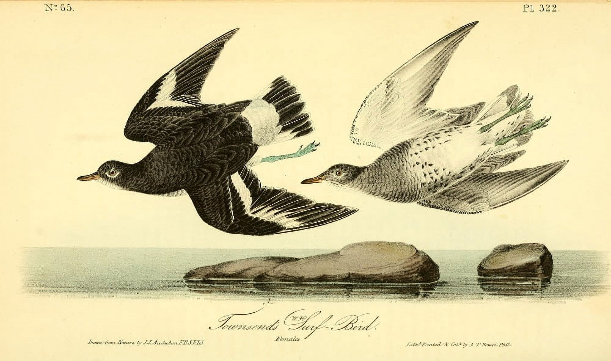 Birds of America 1844 Townsends Surf Bird Canvas Art - JJ Audubon (18 x 24)