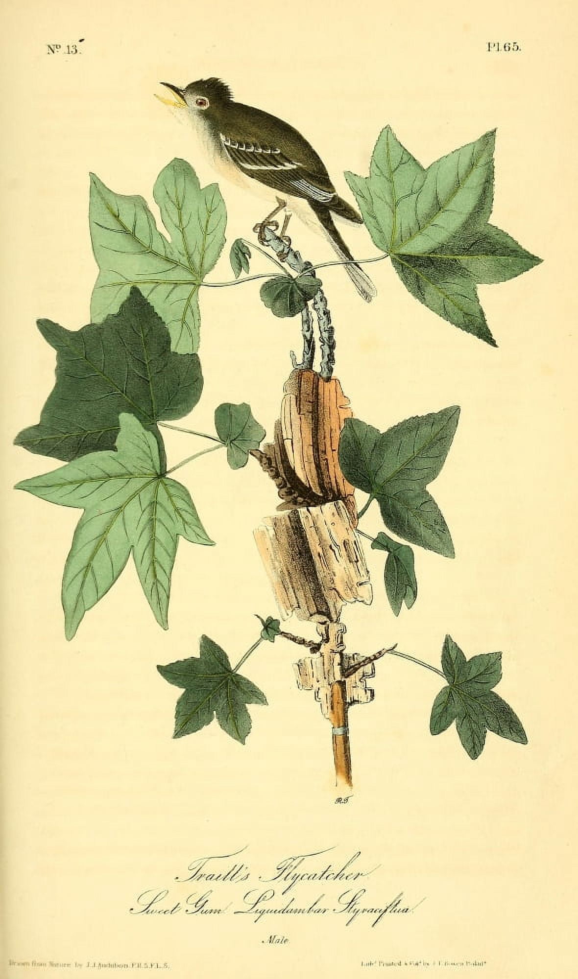 Birds of America 1844 Traills Flycatcher Canvas Art - JJ Audubon (18 x 24)