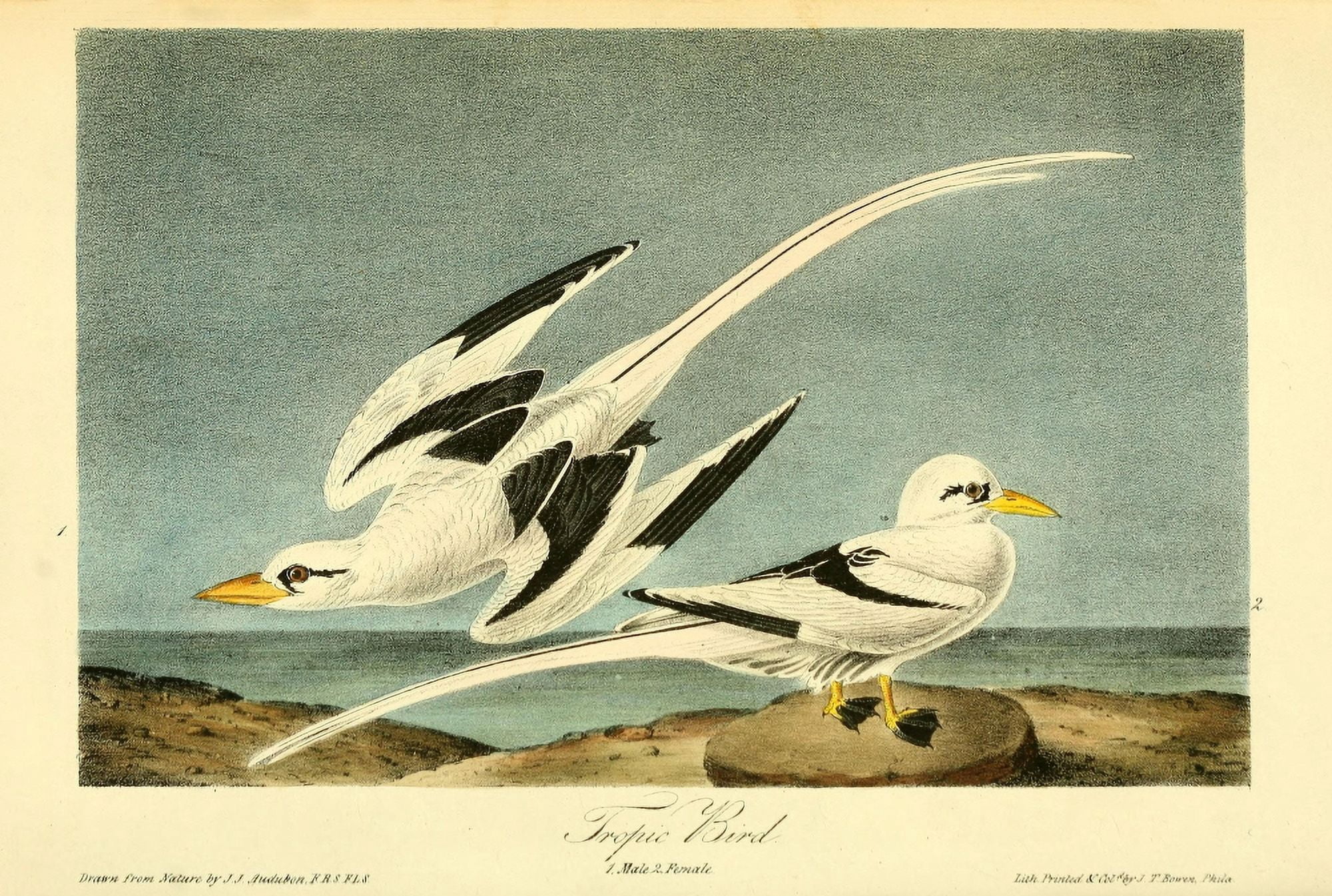 Birds of America 1844 Tropic Bird Canvas Art - JJ Audubon (24 x 36)