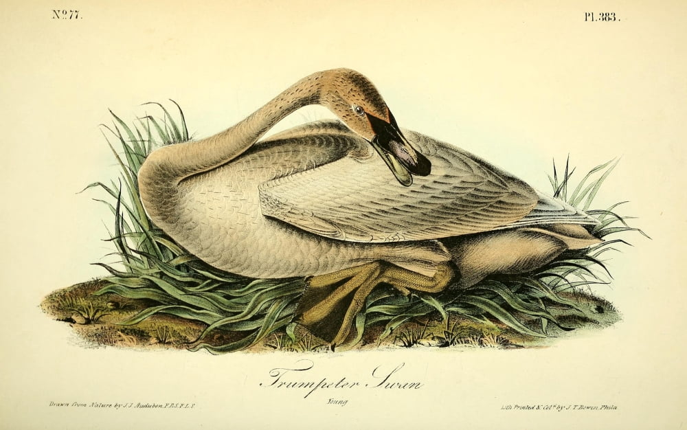 Birds of America 1844 Trumpeter Swan 2 Canvas Art - JJ Audubon (24 x 36)