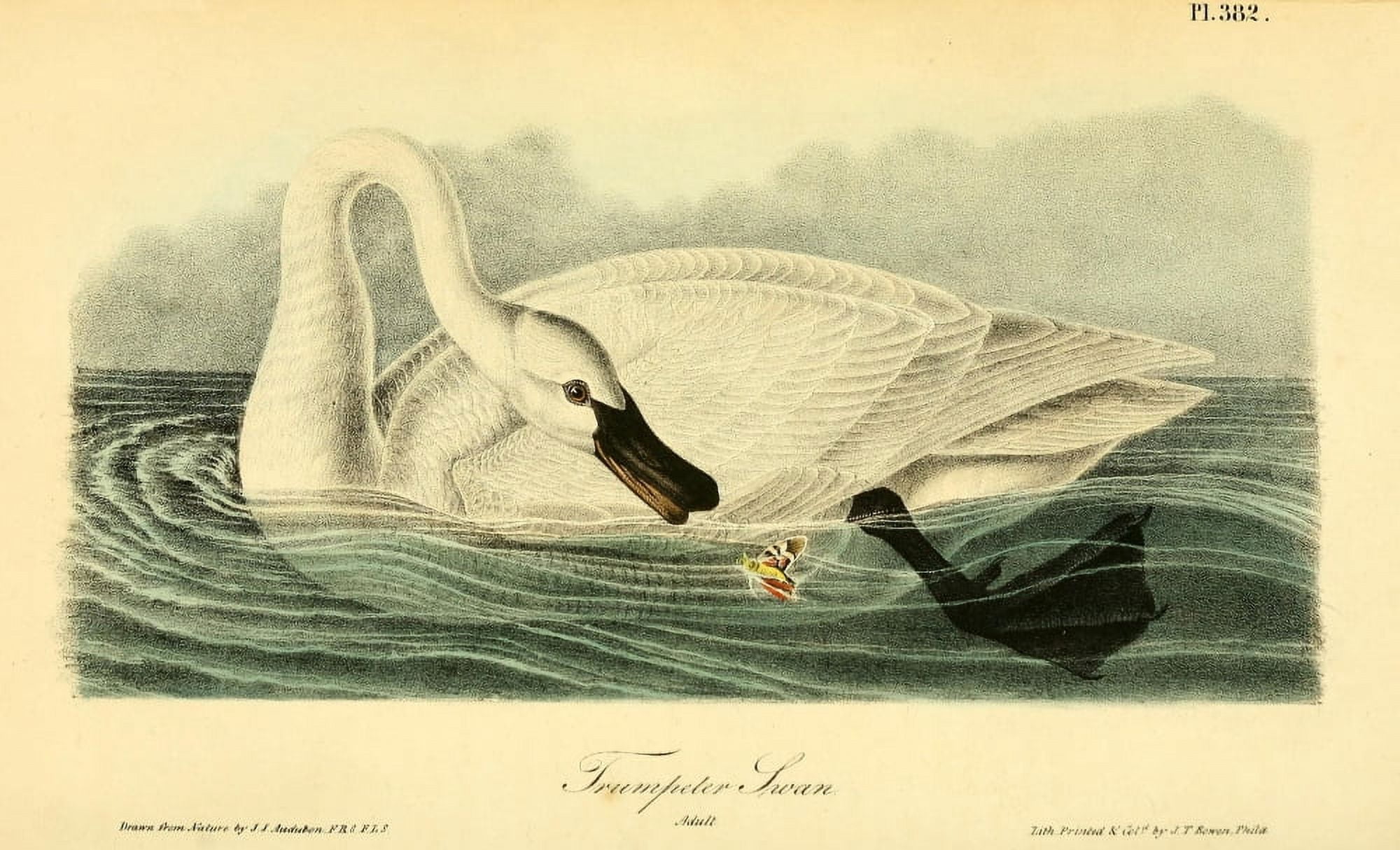 Birds of America 1844 Trumpeter Swan Canvas Art - JJ Audubon (24 x 36)