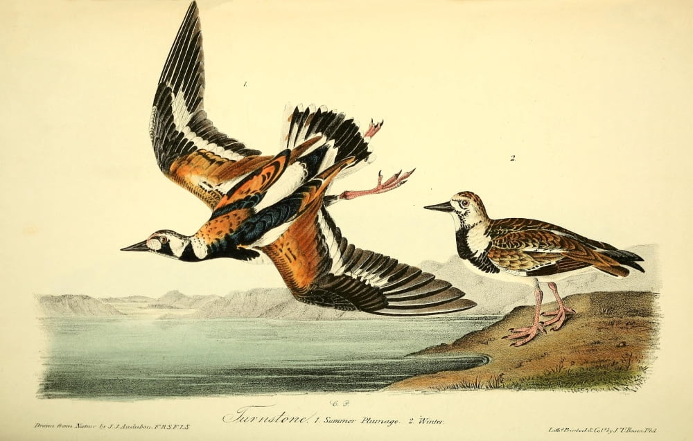 Birds of America 1844 Turnstone Canvas Art - JJ Audubon (24 x 36)