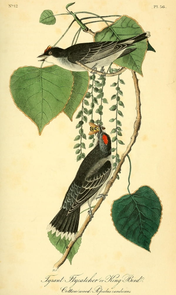 Birds of America 1844 Tyrant Flycatcher Canvas Art - JJ Audubon (18 x 24)
