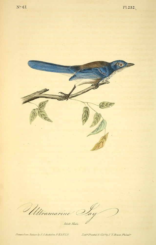 Birds of America 1844 Ultramarine Jay Canvas Art - JJ Audubon (18 x 24)