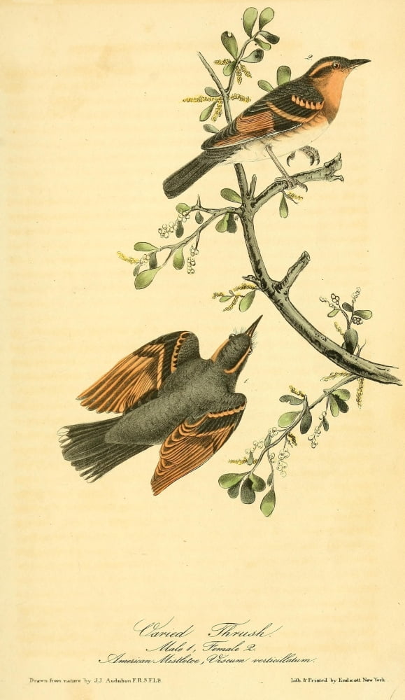 Birds of America 1844 Varied Thrush Canvas Art - JJ Audubon (24 x 36)
