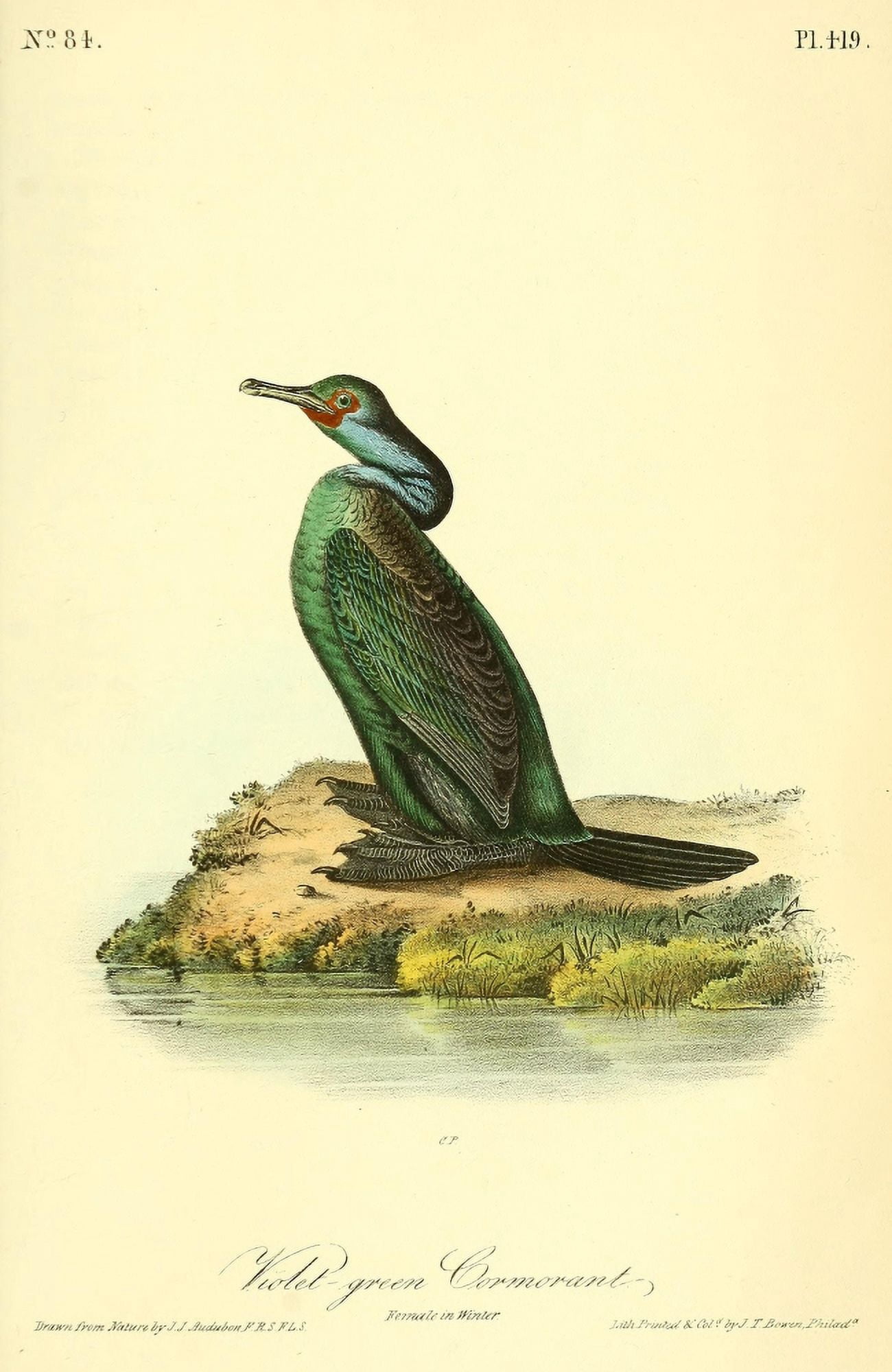 Birds of America 1844 Violet Cormorant Canvas Art - JJ Audubon (18 x 24)
