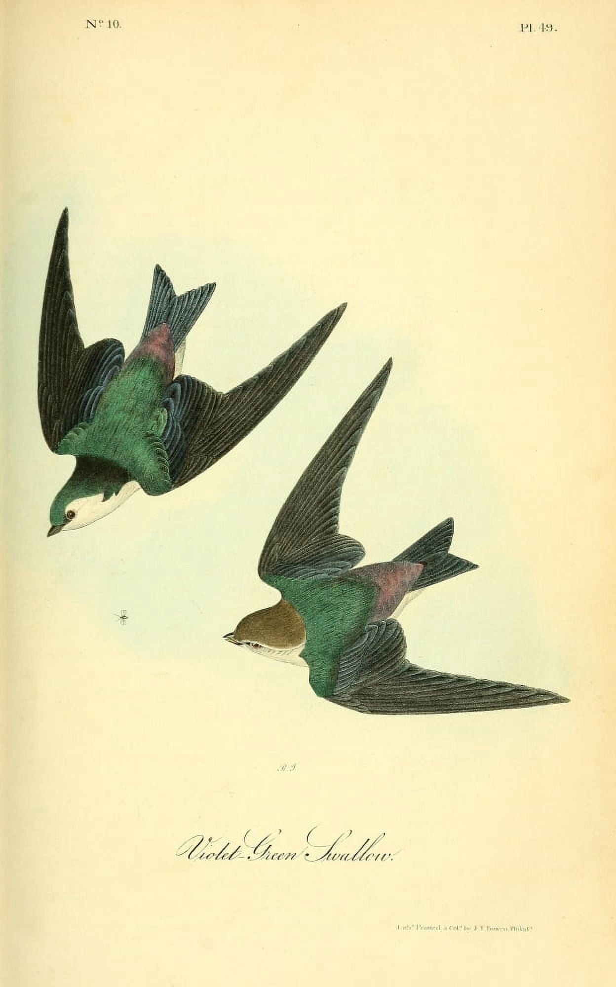 Birds of America 1844 Violet Green Swallow Canvas Art - JJ Audubon (18 x 24)