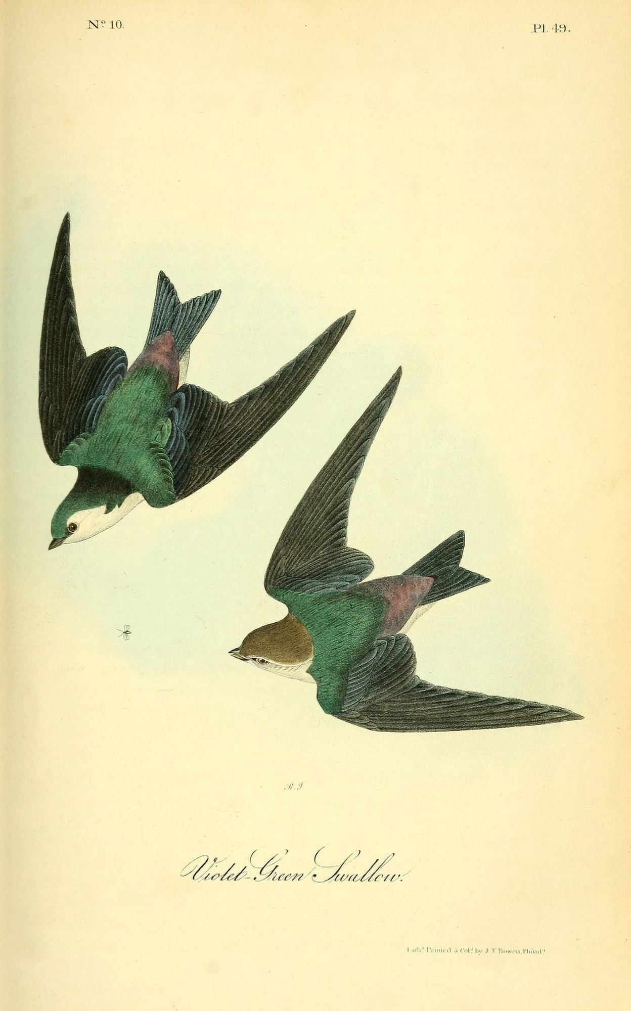 Birds of America 1844 Violet Green Swallow Canvas Art - JJ Audubon (24 x 36)