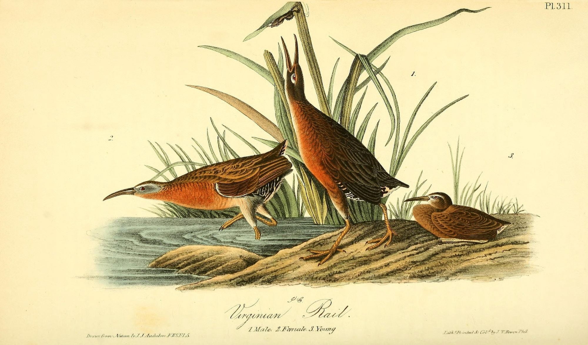 Birds of America 1844 Virginian Rail Canvas Art - JJ Audubon (24 x 36)