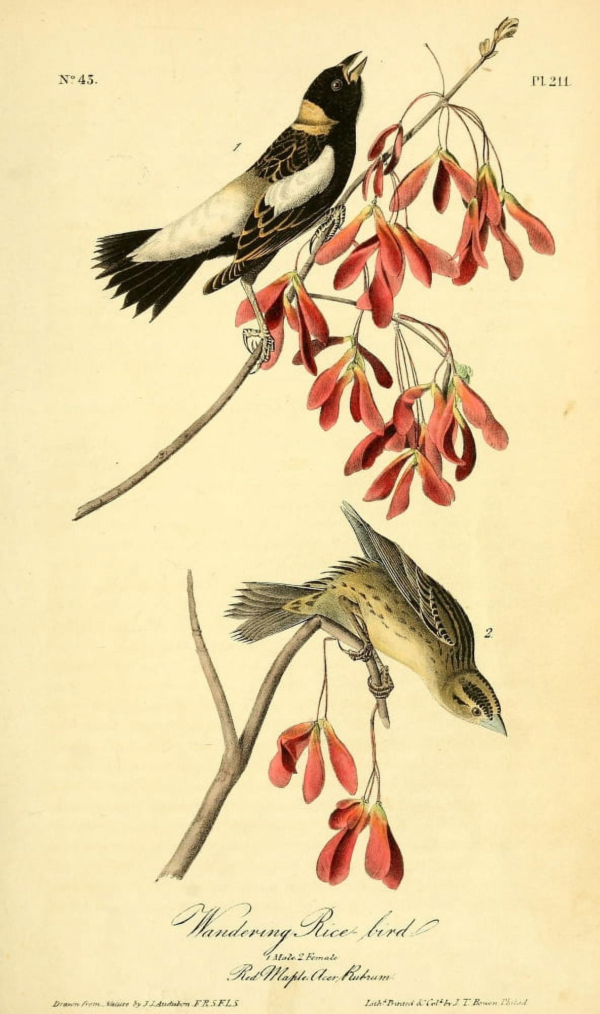 Birds of America 1844 Wandering Rice Bird Canvas Art - JJ Audubon (24 x 36)