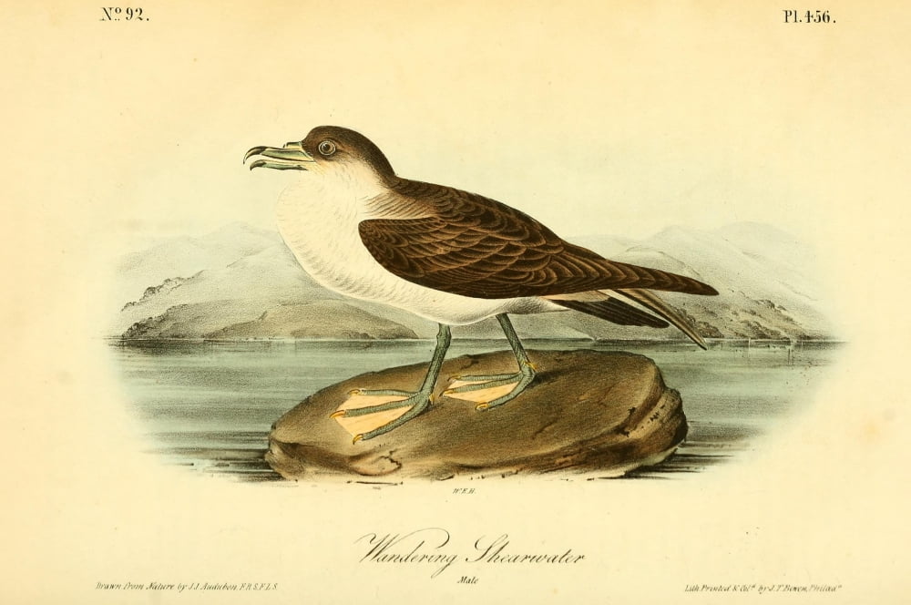 Birds of America 1844 Wandering Shearwater Canvas Art - JJ Audubon (24 x 36)
