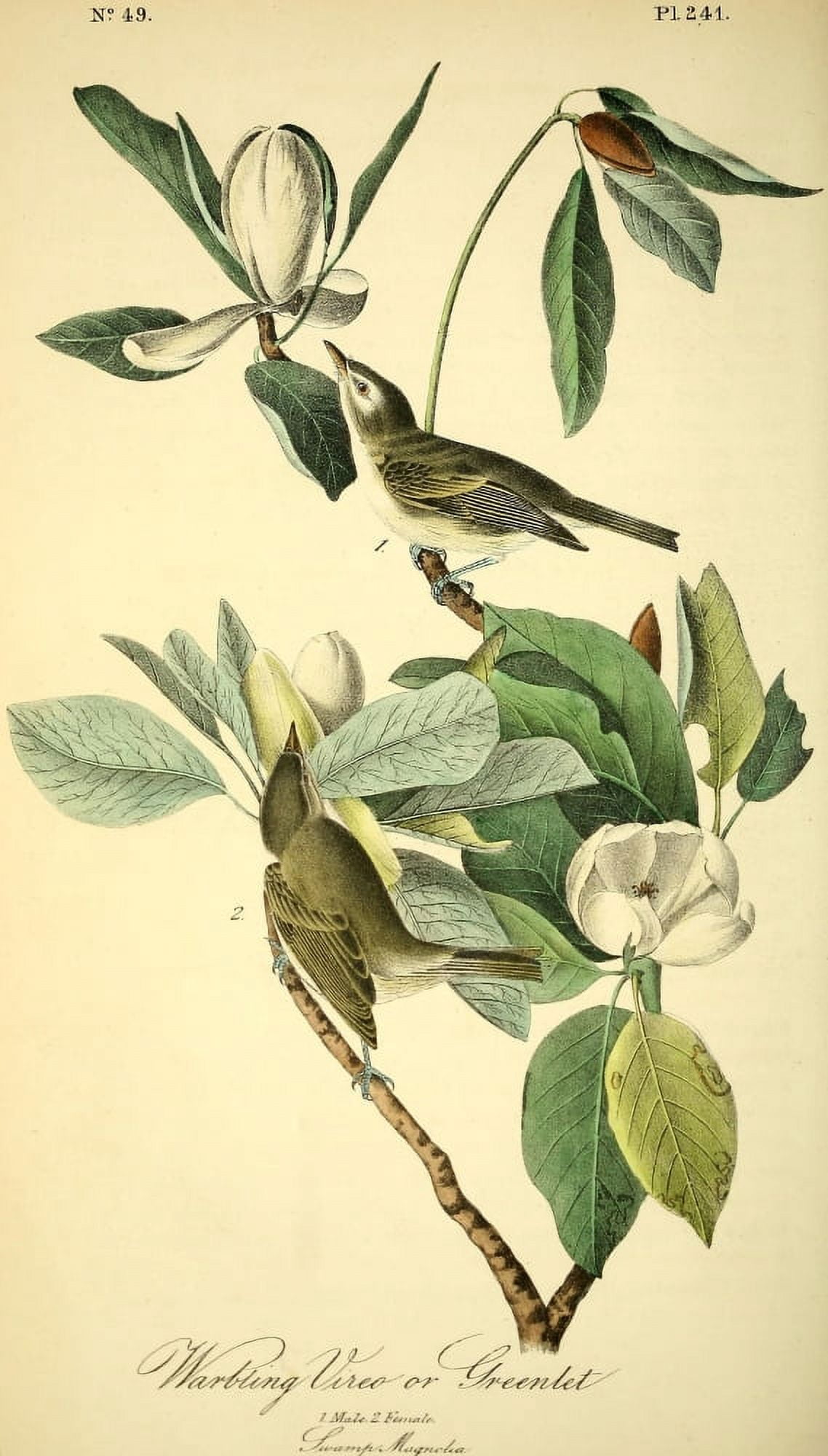 Birds of America 1844 Warbling Vireo Canvas Art - JJ Audubon (24 x 36)
