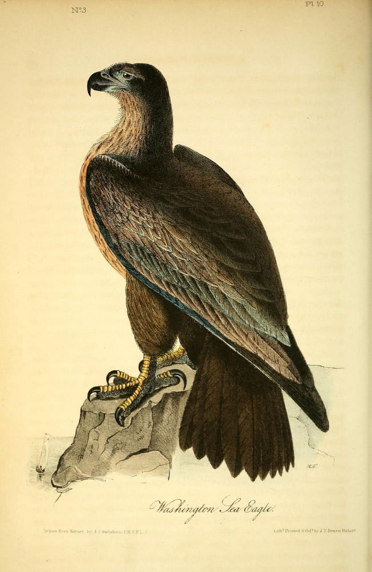 Birds of America 1844 Washington Sea Eagle Canvas Art - JJ Audubon (18 x 24)