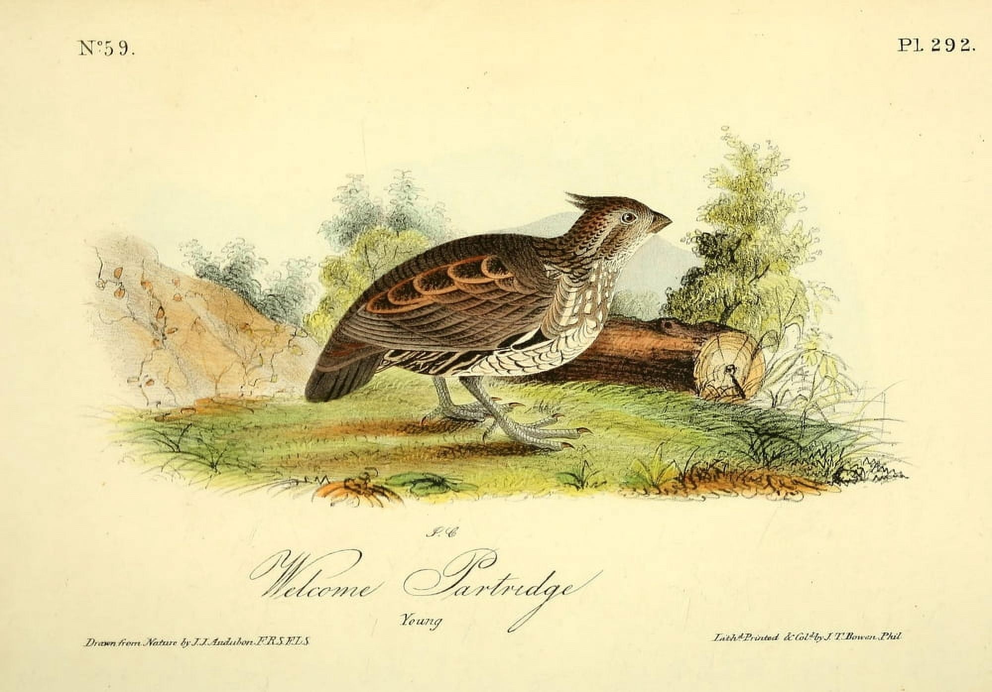 Birds of America 1844 Welcome Partridge Canvas Art - JJ Audubon (18 x 24)