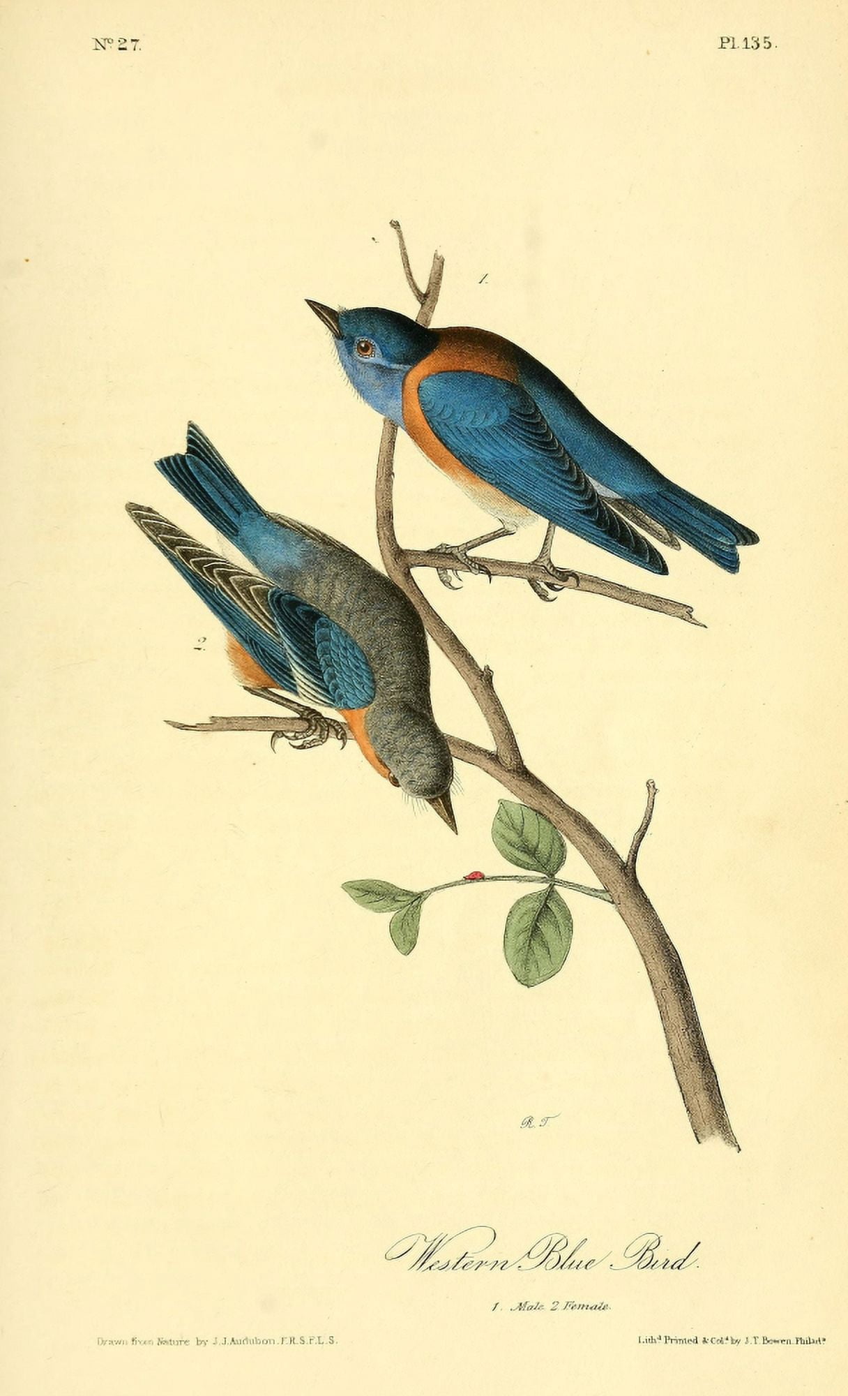 Birds of America 1844 Western Blue Bird Canvas Art - JJ Audubon (24 x 36)