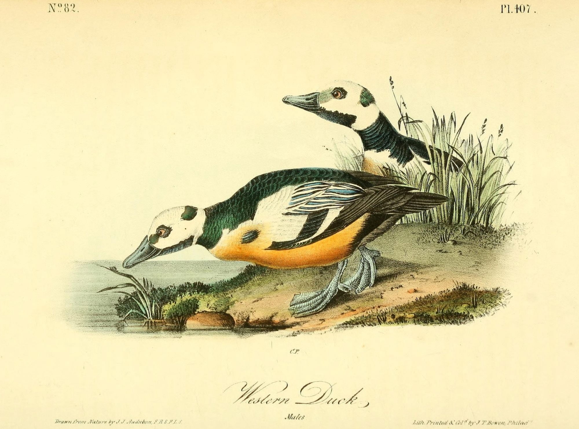 Birds of America 1844 Western Duck Canvas Art - JJ Audubon (18 x 24)