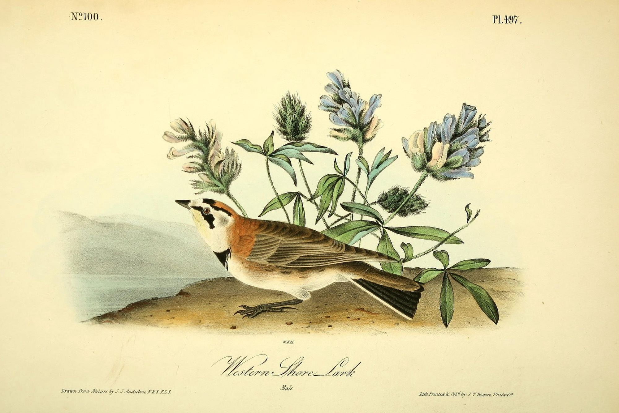 Birds of America 1844 Western Shore Lark Canvas Art - JJ Audubon (24 x 36)