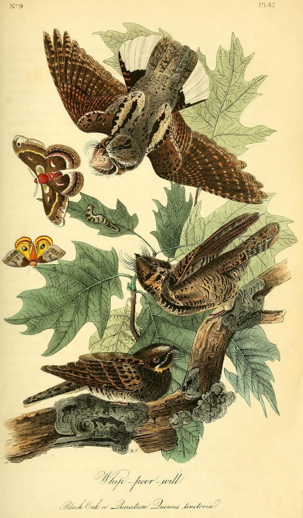 Birds of America 1844 Whip-poor-will Canvas Art - JJ Audubon (24 x 36)