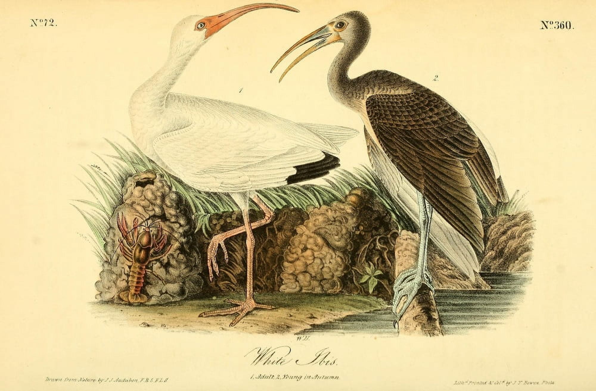 Birds of America 1844 White Ibis Canvas Art - JJ Audubon (18 x 24)