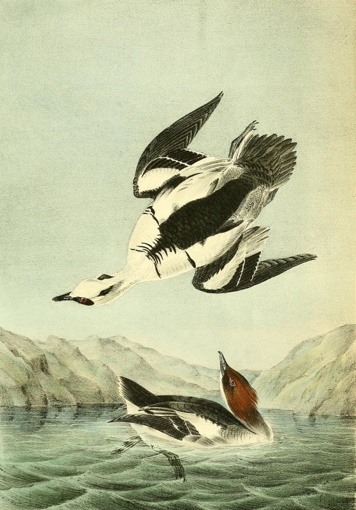 Birds of America 1844 White Merganser Canvas Art - JJ Audubon (18 x 24)
