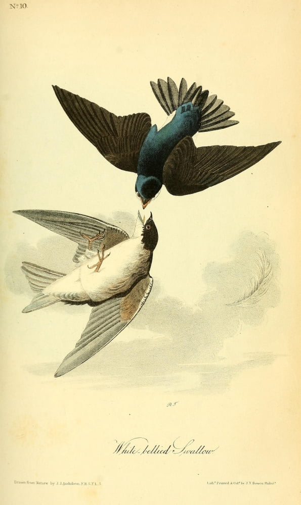 Birds of America 1844 White-bellied Swallow Canvas Art - JJ Audubon (18 x 24)