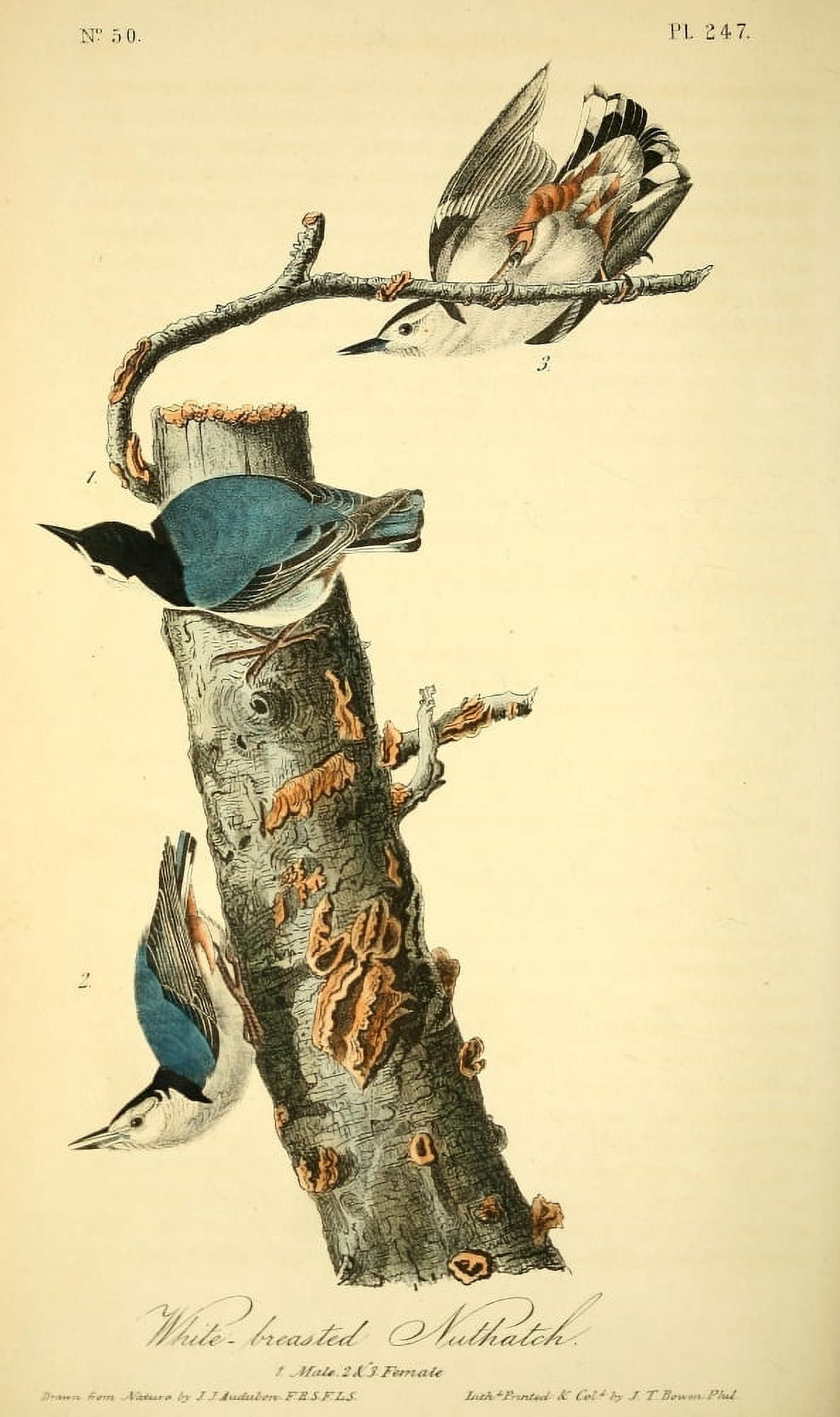 Birds of America 1844 White-breasted Nuthatch Canvas Art - JJ Audubon (18 x 24)