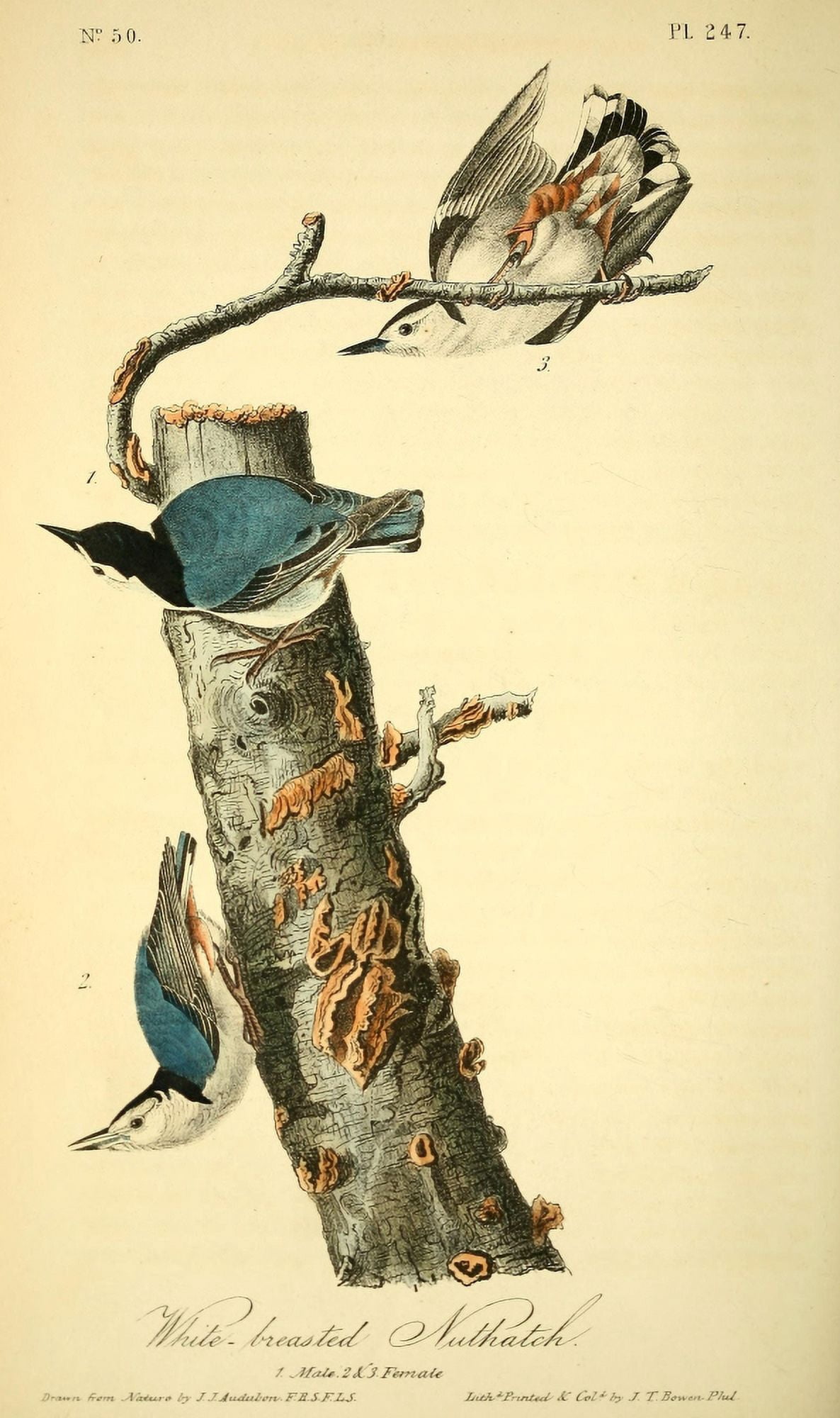 Birds of America 1844 White-breasted Nuthatch Canvas Art - JJ Audubon (24 x 36)