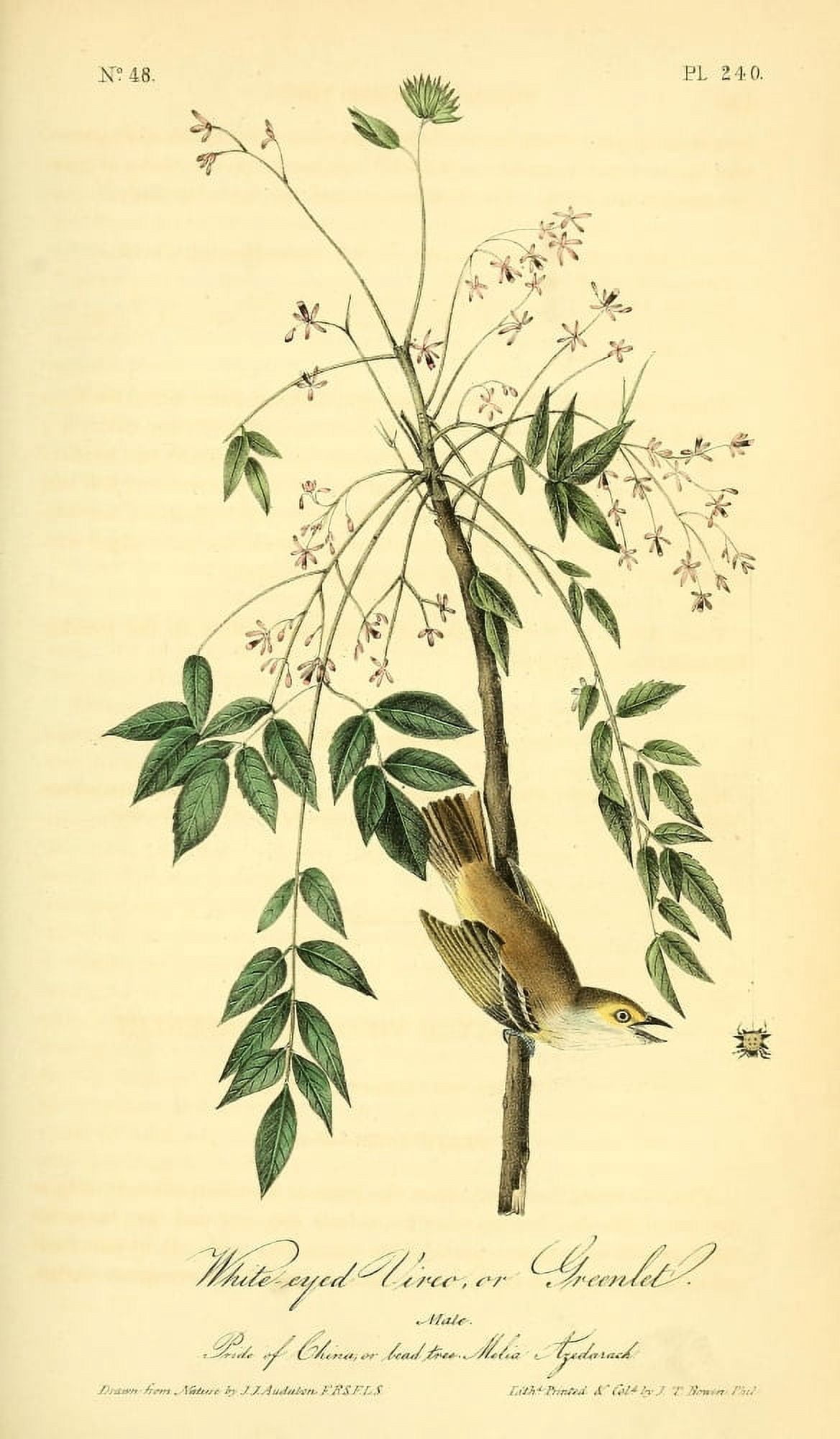 Birds of America 1844 White-eyed Vireo Canvas Art - JJ Audubon (24 x 36)