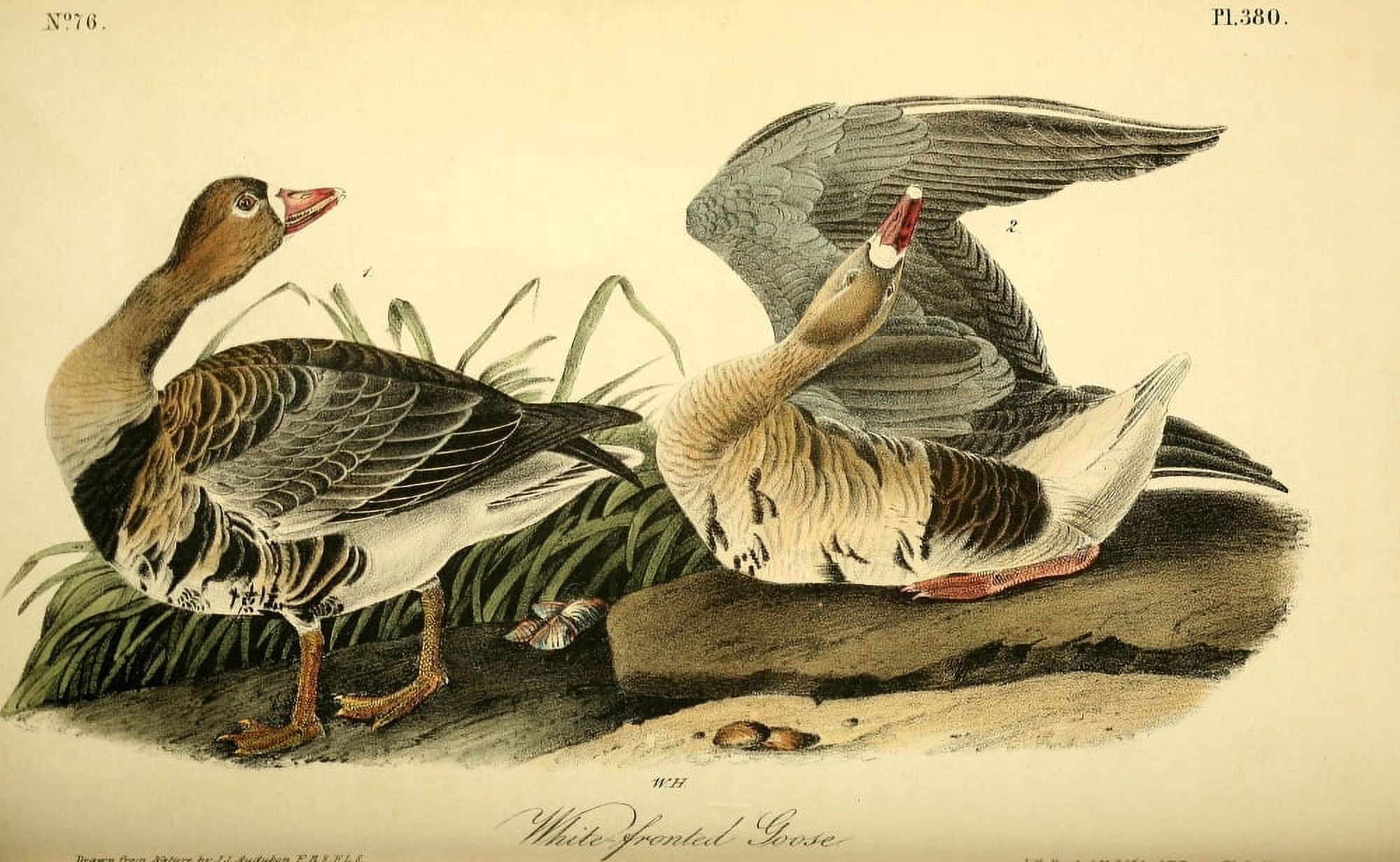 Birds of America 1844 White-fronted Goose Canvas Art - JJ Audubon (18 x 24)