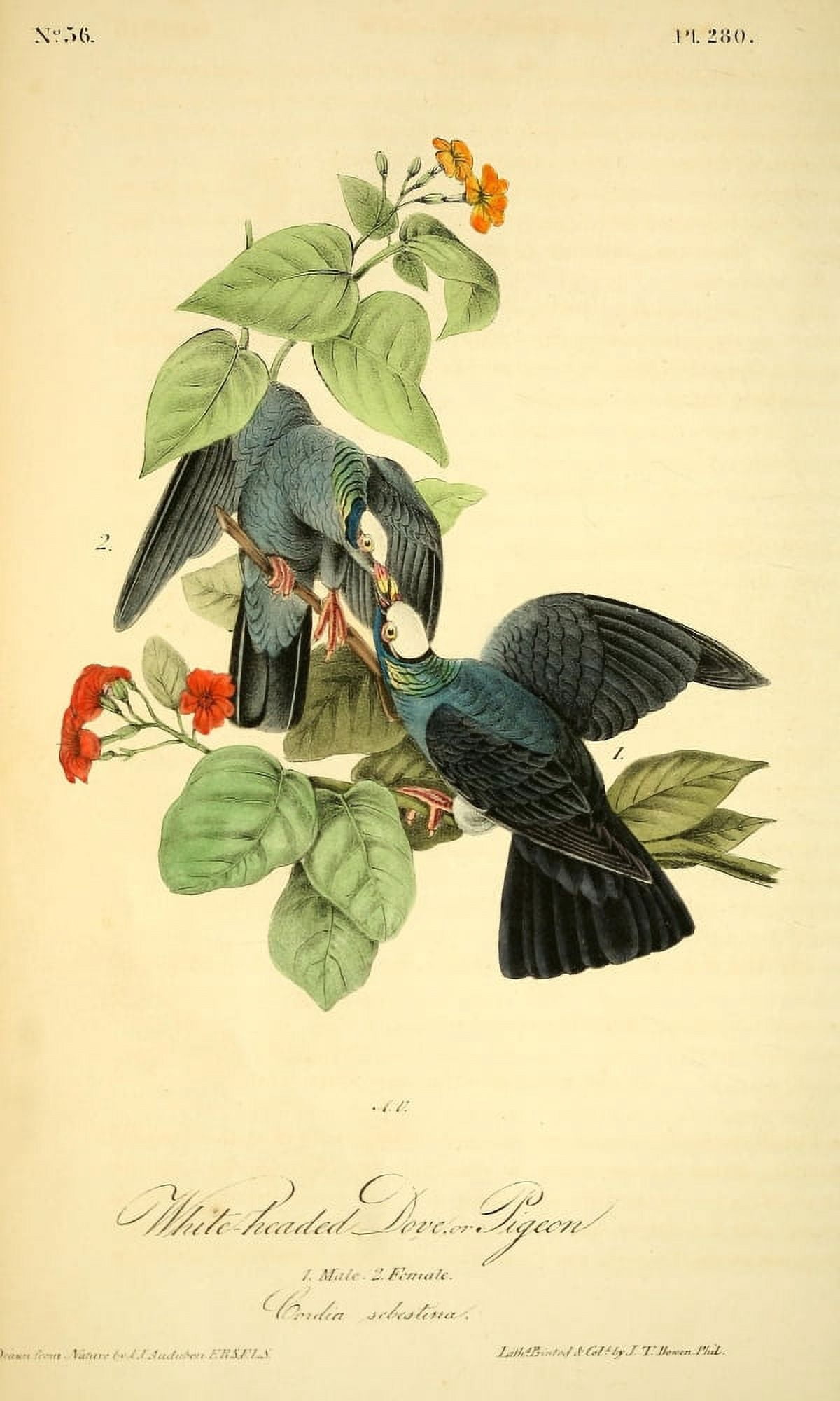 Birds of America 1844 White-headed Dove Canvas Art - JJ Audubon (24 x 36)
