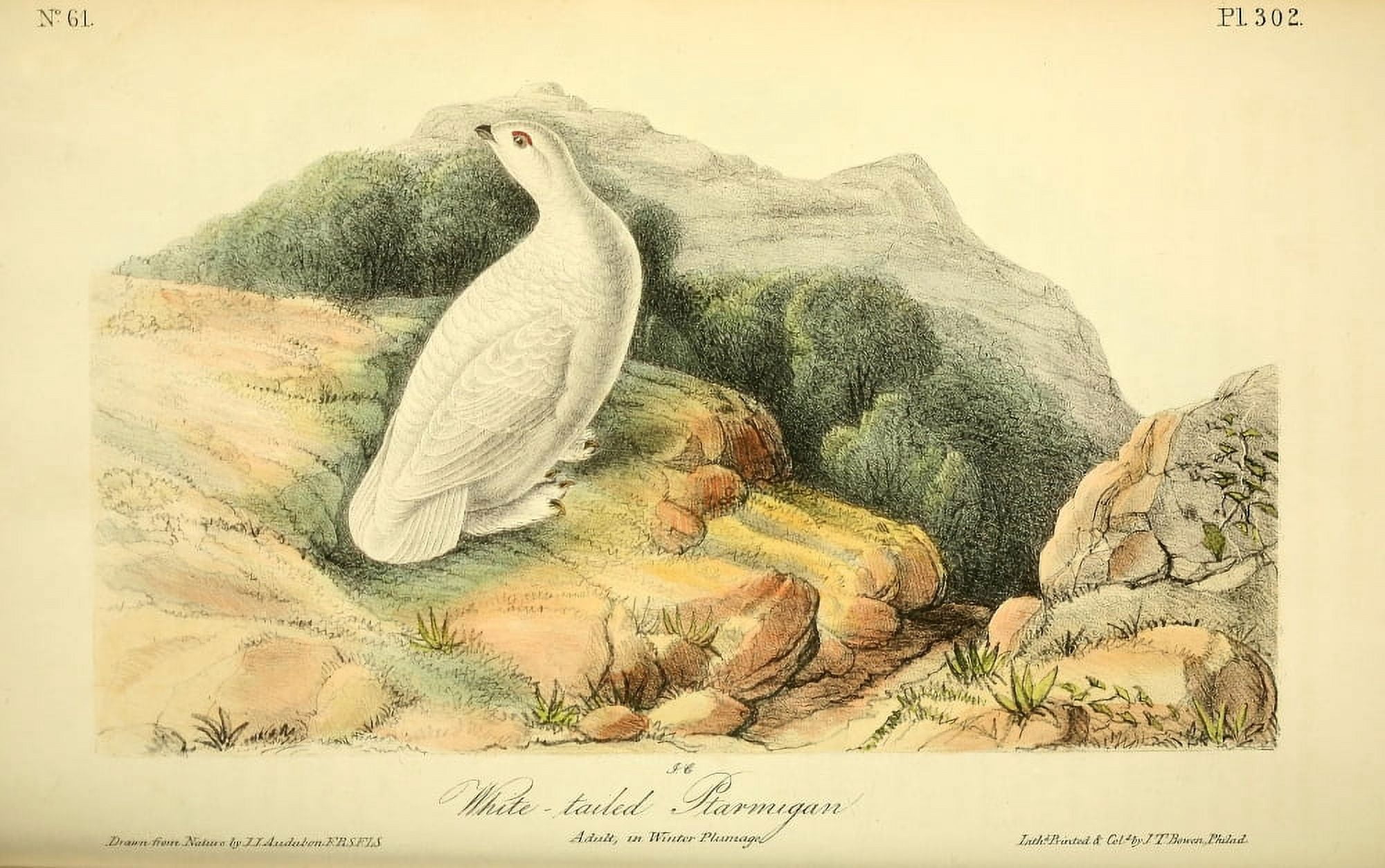 Birds of America 1844 White-tailed Ptarmigan Canvas Art - JJ Audubon (18 x 24)