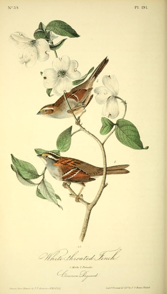 Birds of America 1844 White-throated Finch Canvas Art - JJ Audubon (18 x 24)