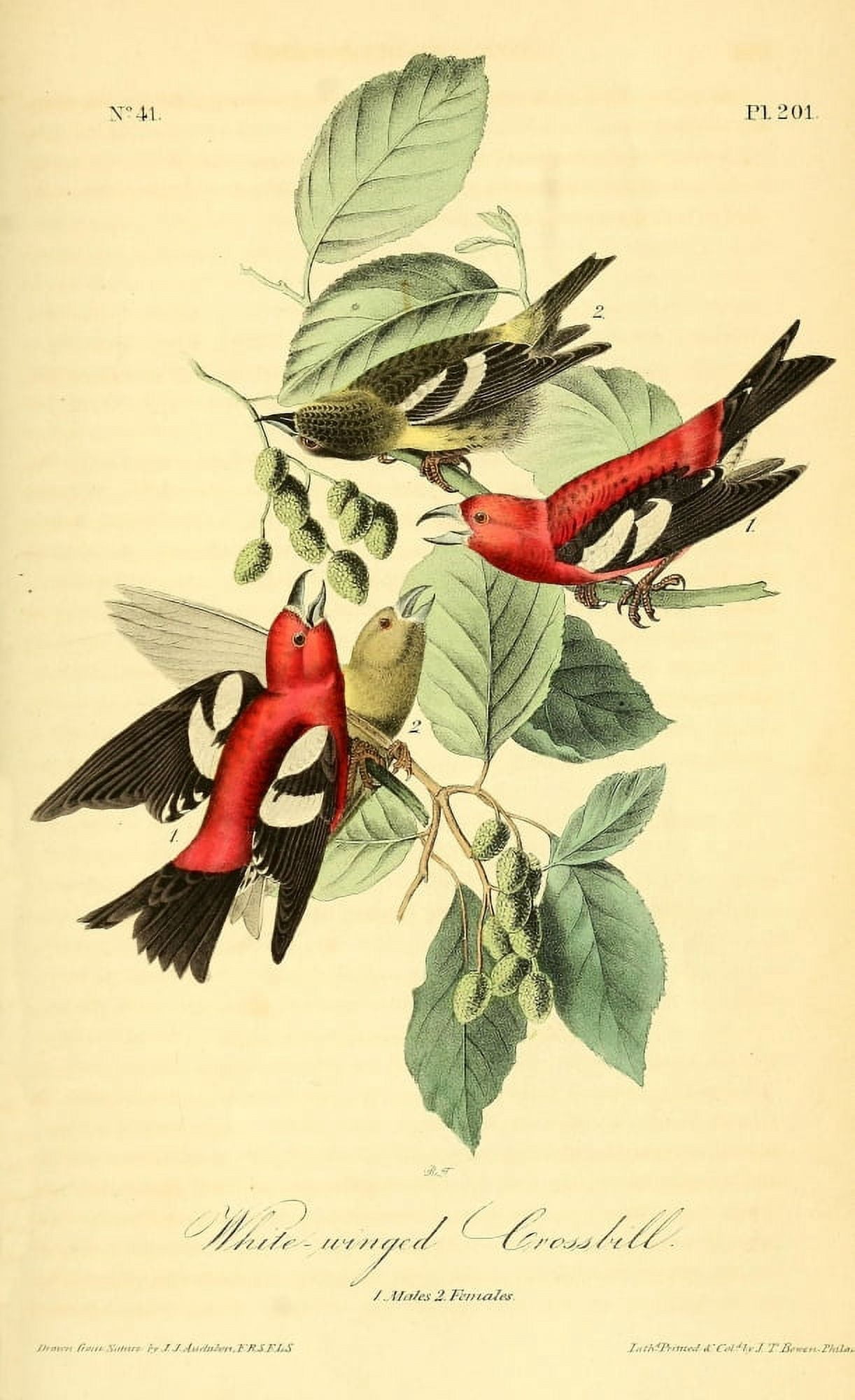 Birds of America 1844 White-winged Crossbill Canvas Art - JJ Audubon (18 x 24)