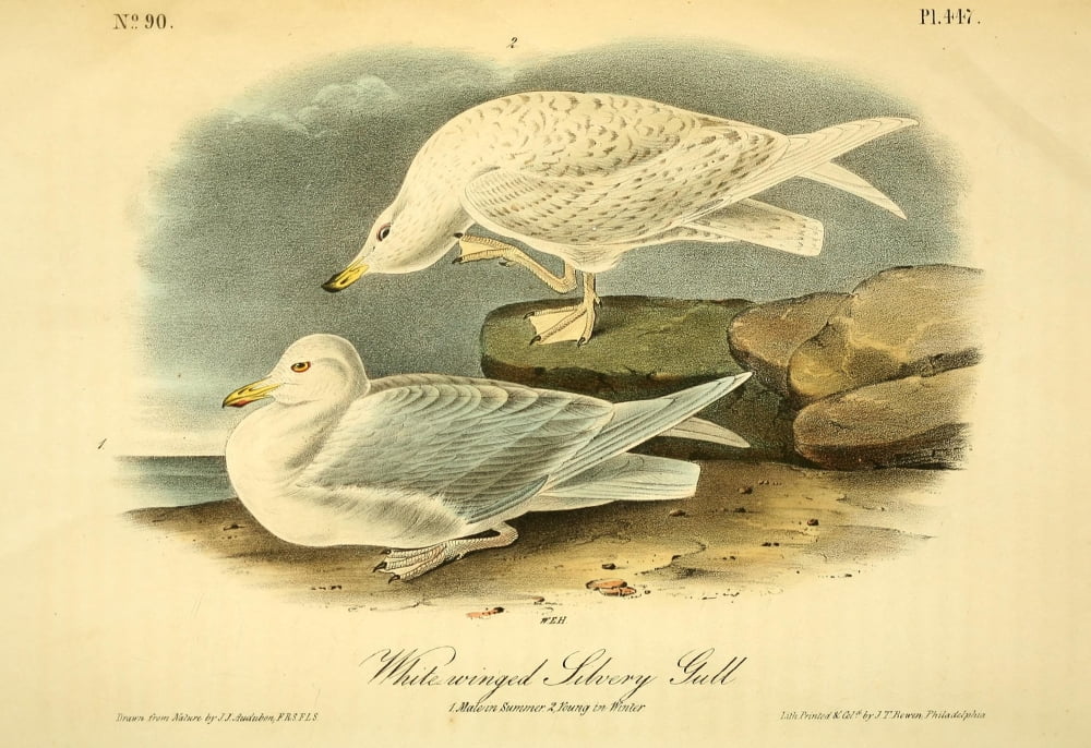 Birds of America 1844 White-winged Silvery Gull Canvas Art - JJ Audubon (24 x 36)