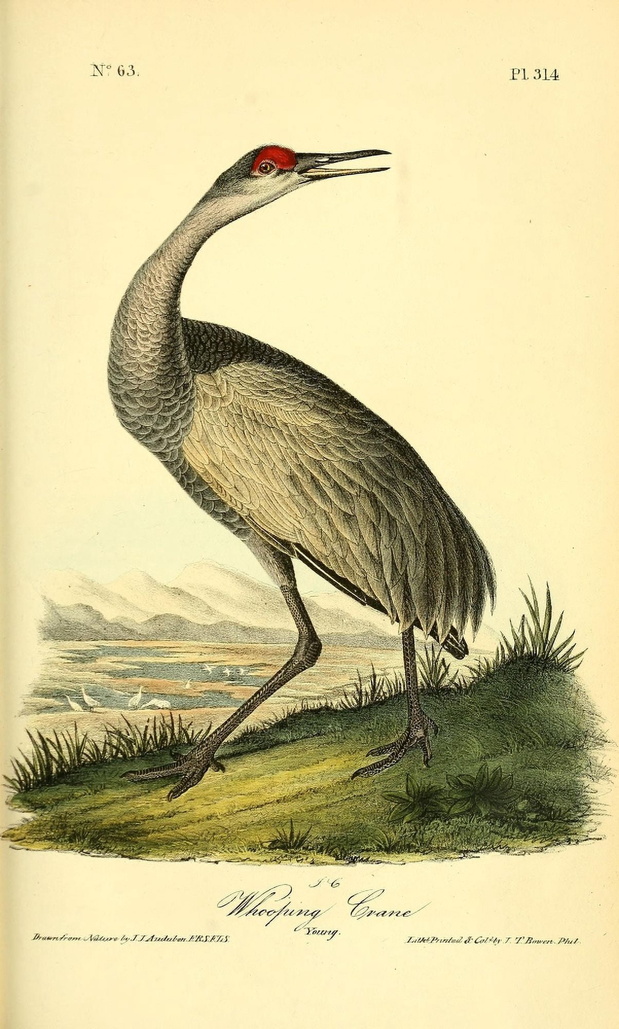 Birds of America 1844 Whooping Crane 2 Canvas Art - JJ Audubon (18 x 24)