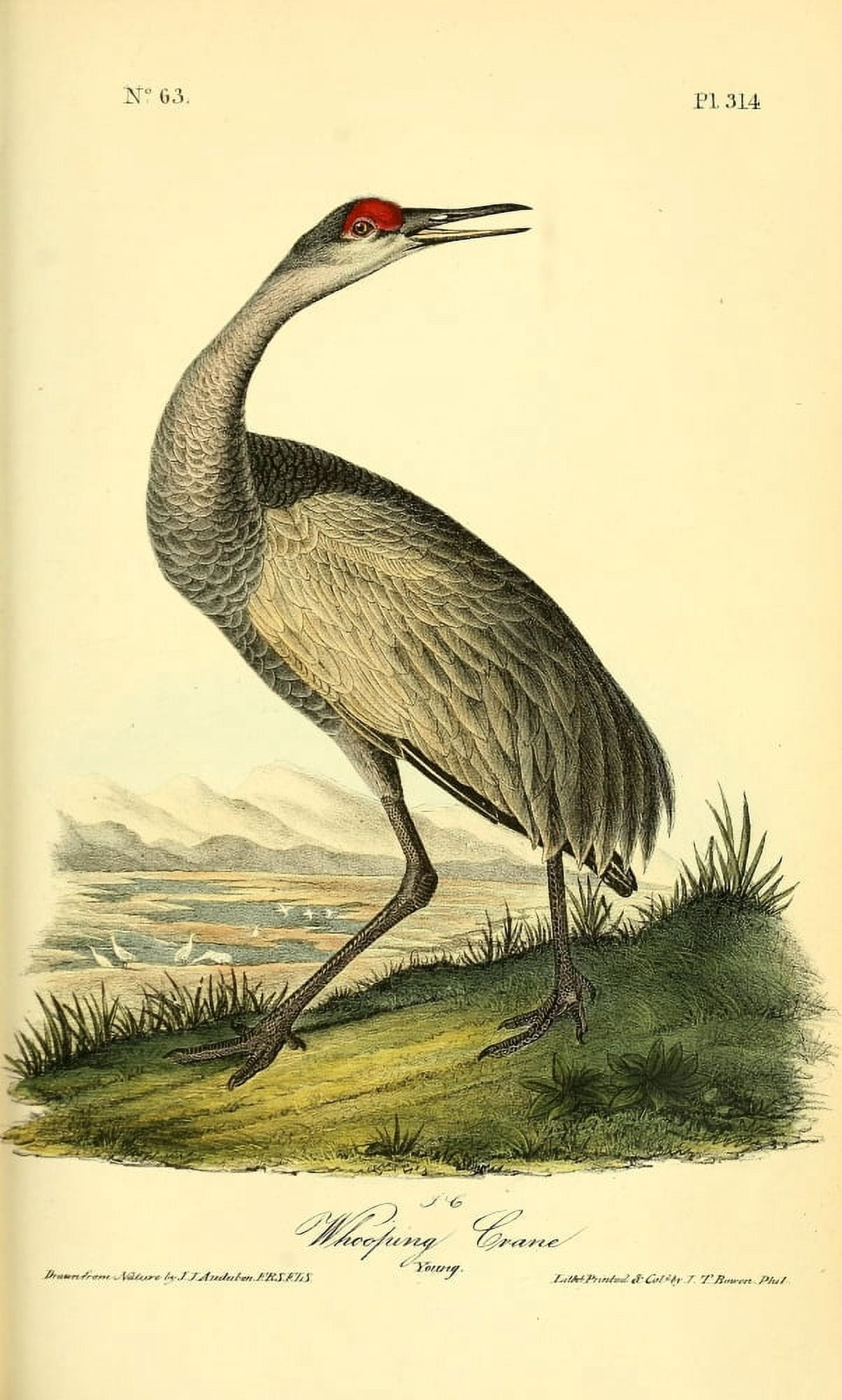 Birds of America 1844 Whooping Crane 2 Canvas Art - JJ Audubon (24 x 36)