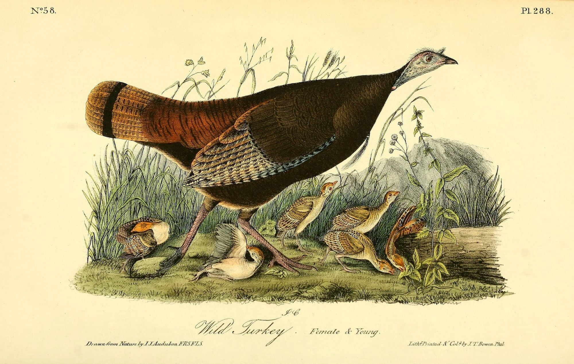 Birds of America 1844 Wild Turkey 2 Canvas Art - JJ Audubon (18 x 24)