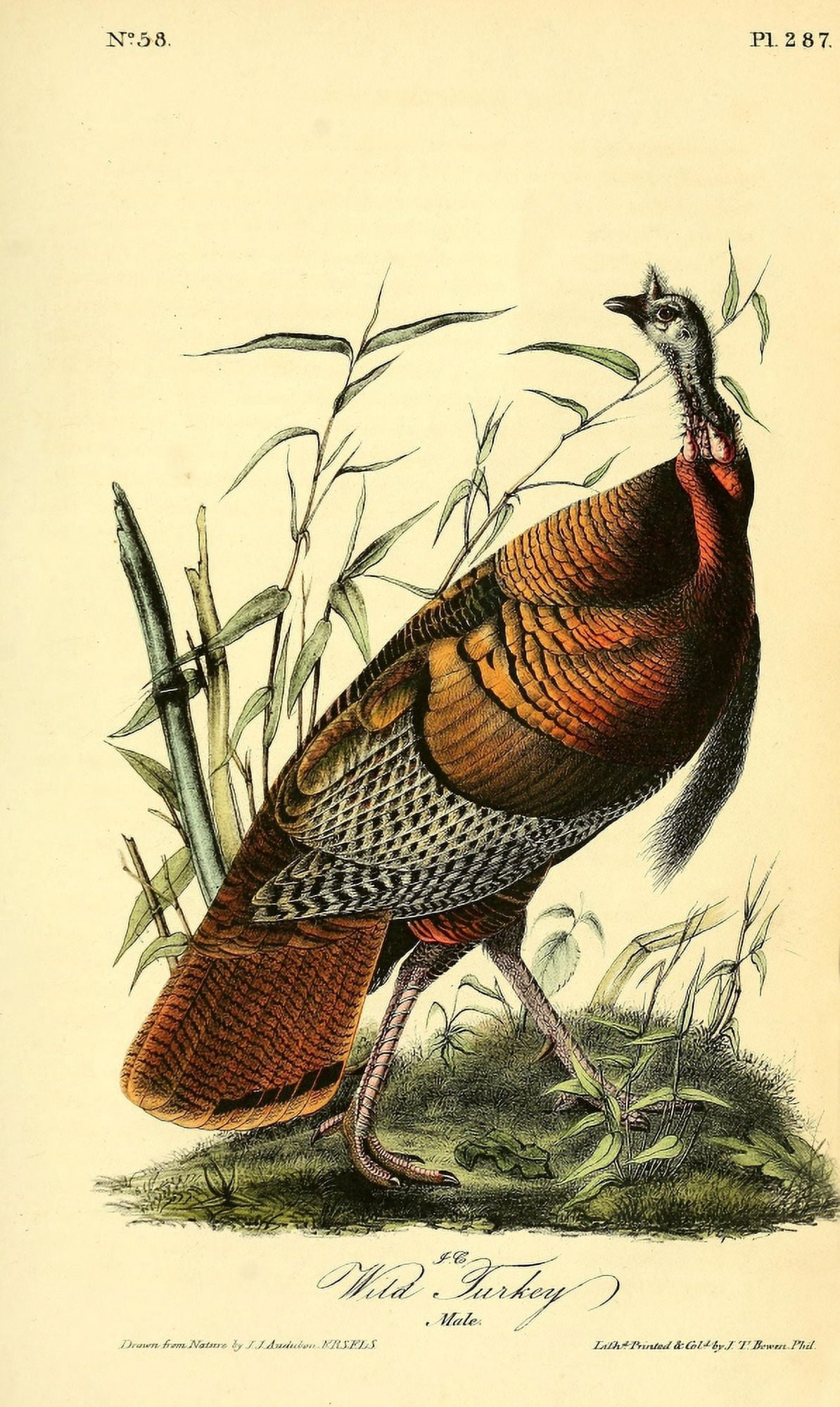 Birds of America 1844 Wild Turkey Canvas Art - JJ Audubon (18 x 24)